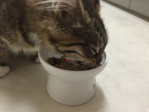 フィリックスにドライフードを混ぜた餌を食べている猫