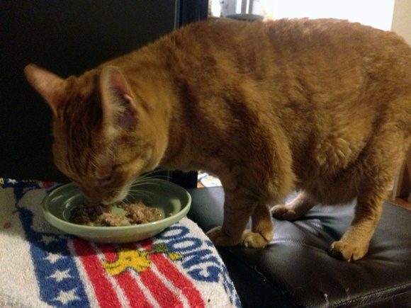 猫がプリスクリプション・ダイエットを食べている様子